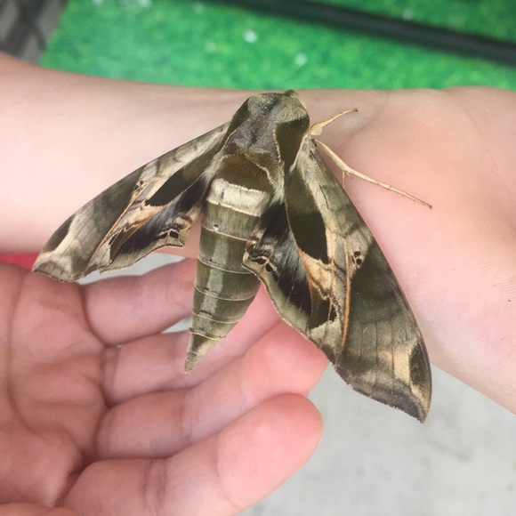 Meet your Posher, Shea! - Picture 8 of 8